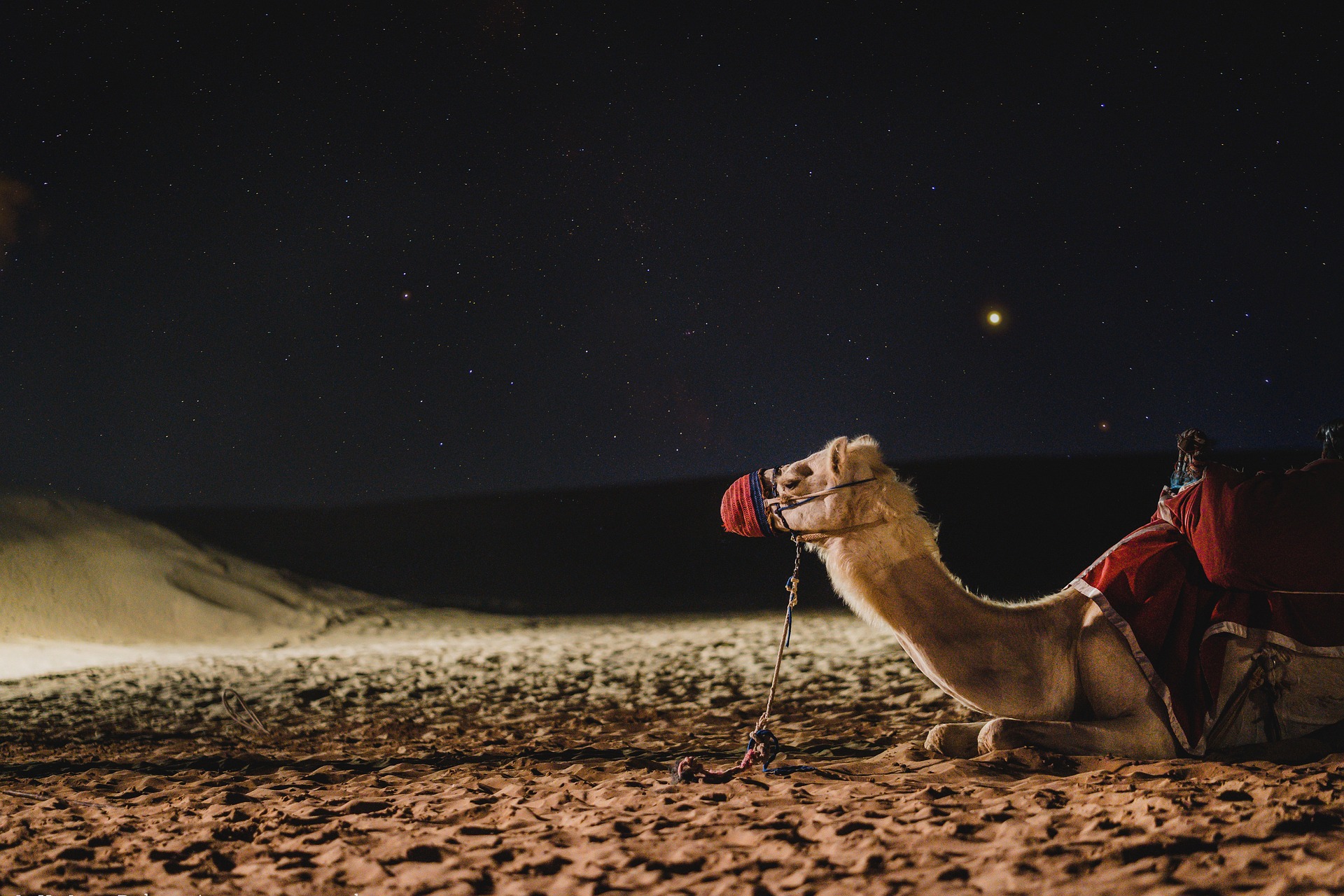 camel-g5c2b0faaa_1920